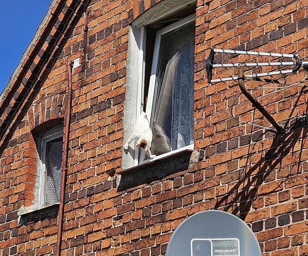 Kot utknął w oknie. Interweniowali strażacy