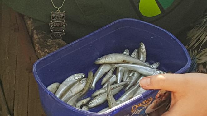 Światowy Dzień Żółwia