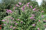 Budleja Dawida (Buddleja davidii) 