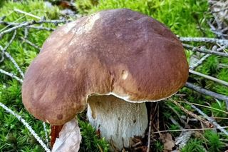 Gdzie na grzyby w Podlaskiem? Sprawdź polecane przez nas miejsca 