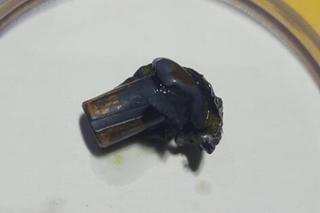 Ktoś zastrzelił młodego żubra. Zwierzę konało w ogromnych męczarniach 