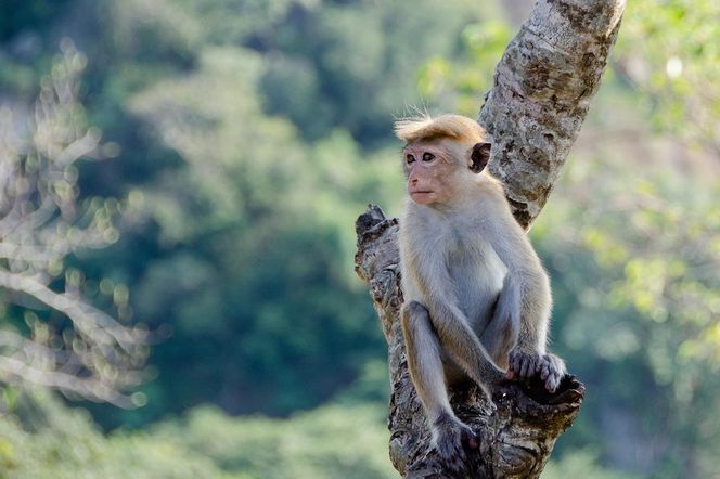 Sri Lanka