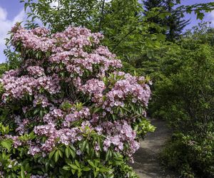 Kalmia