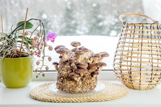 Grzyby, które można hodować w domu