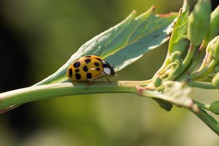 Coraz częściej pojawiają się w naszych domach! Szukają ciepła