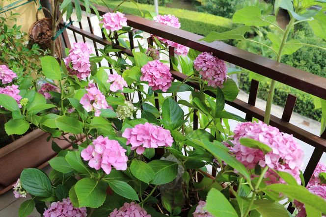 Kwiaty na balkon północny