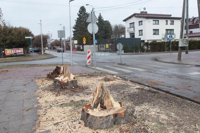  W Wołominie wycinają drzewa na potęgę! Mieszkańcy są wściekli