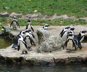7 najlepszych ogrodów zoologicznych w Polsce. Przygotowaliśmy ranking!