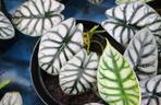 Alokazja Baginda “Silver Dragon”