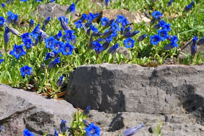Goryczka bezłodygowa - Gentiana acaulis