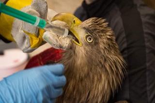 Jastrząb odzyskał wolność