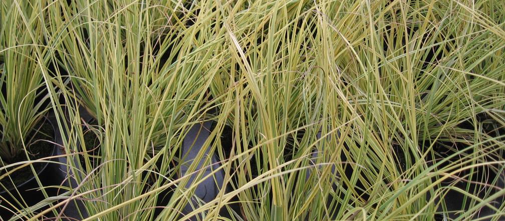 Kortaderia pampasowa 'Splendid Star' 