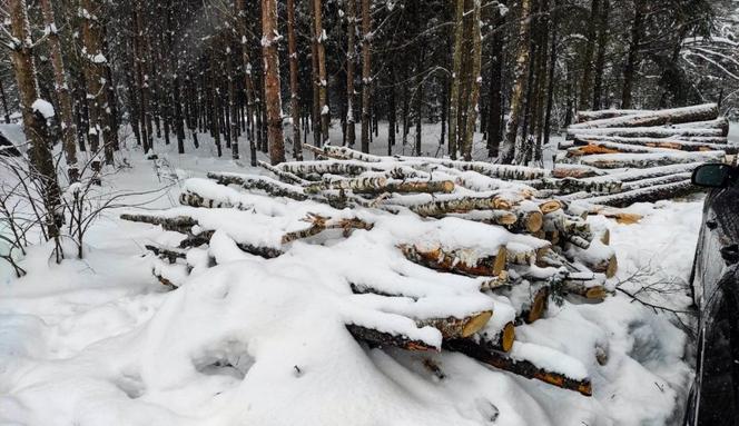 Michałowo. 36-latek wywoził drewno z lasu [ZDJĘCIA]