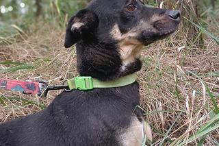 Poznajcie Knedla, który na dom czeka w COZ Grudziądz