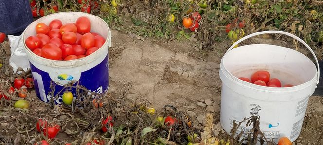Samozbiory pomidorów na plantacji w Niewirkowie cieszą się powodzeniem