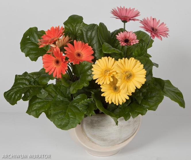 Gerbera