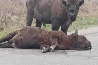 Żubr zginął na podlaskiej drodze. Zwierzę potrąciła wojskowa ciężarówka [ZDJĘCIA]
