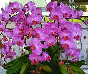 Storczyki najpiekniejszymi kwiatami doniczkowymi