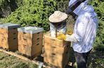 Koksownia Bytom jest nazywana fabryką chmur. Teraz produkuje też pszczoły. Ma własną pasiekę