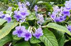 Skrętnik (Streptocarpus)