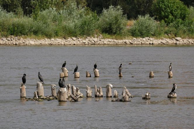 Rekordowo niski stan wody w Wiśle w Warszawie (23.08.2025)