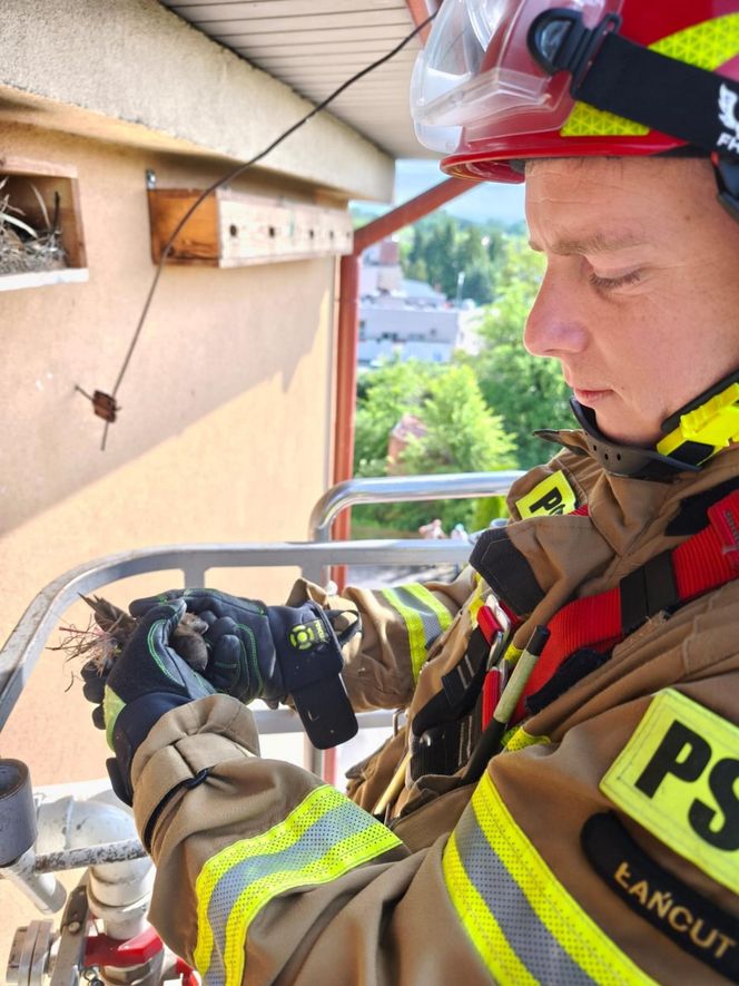 Strażacy uratowali jerzyka