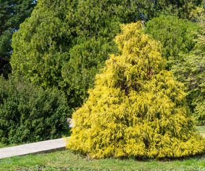Cyprysik groszkowy 'Filifera Aurea' - Chamaecyparis pisifera 'Filifera Aurea'