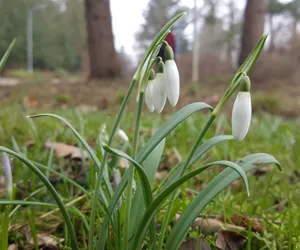 Pierwsze oznaki wiosny w Bydgoszczy. Rosną już krokusy i pierwiosnki