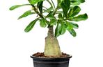 Róża pustyni (adenium)