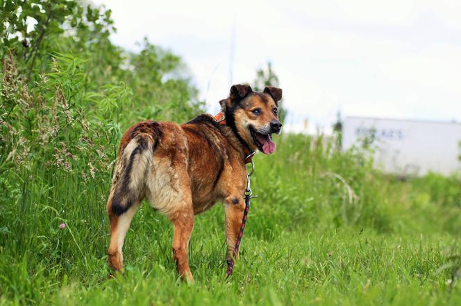 Andruk czeka na nowy dom. Adoptuj psa ze schroniska w Białymstoku