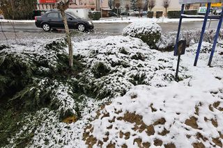 Śnieg spadł na święta. 