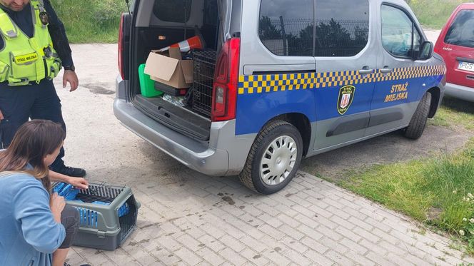 Mieszkaniec i strażnicy z Gostynia uratowali pustułkę