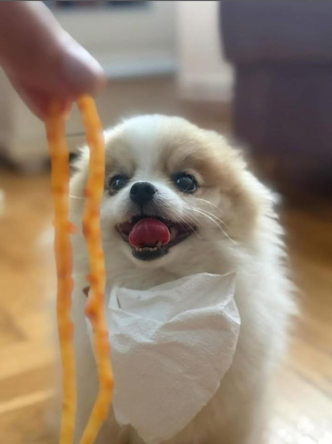 Daisy Najman, pies Marcina Najmana