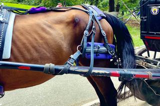 Zmuszali rannego do pracy