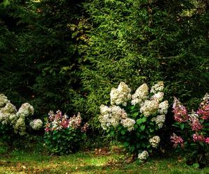 Hortensje bukietowe w ogrodzie
