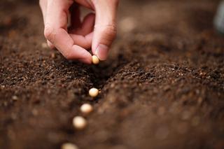 Nasiona otoczkowane – czy warto zapłacić drożej za nasiona w otoczkach?
