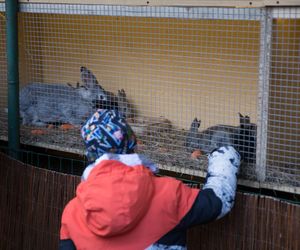 Trwa budowa szopki bożonarodzeniowej w Katowicach-Panewnikach. Jest jedną z największych w Europie