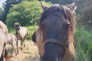  Zagroda Konika Polskiego w Gorajcu