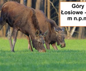 Góry Łosiowe