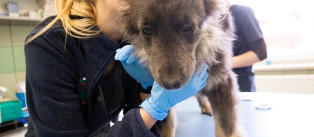 Suczka Megan z Ukrainy  walczy o życie w Polsce [GALERIA]