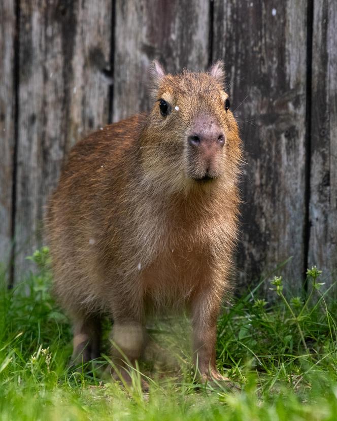 Nowi lokatorzy w łódzkim ZOO! To wielki powrót tych uwielbianych zwierząt