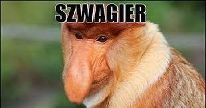 Memy na Dzień Szwagra 
