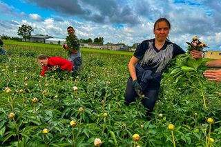 Królewskie kwiaty z Brzozia podbijają świat 