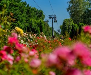Rosarium w Parku Śląskim