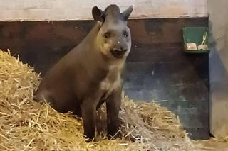 Ulubienica wrocławskiego zoo wyjechała do Francji Tapirzyca Sara bezpiecznie trafiła do Zoo de Cerza 
