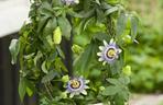 Passiflora, męczennica. Zdjęcia