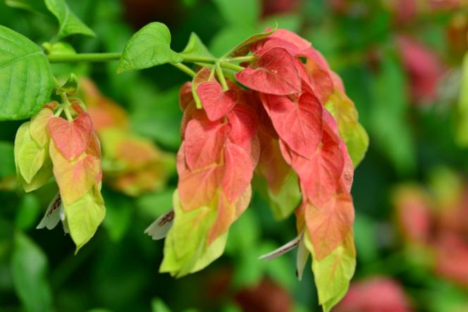 Strzałkowiec grzechotkowy – Beloperone guttata (Justicia brandegeeana)