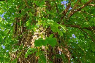 Kasztany zakwitły w połowie kwietnia. Pogodowe szaleństwo! Trzeba będzie przekładać matury?