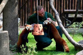 Zoo w Poznaniu chwali się pandami rudymi. Tylko na nie popatrzcie!