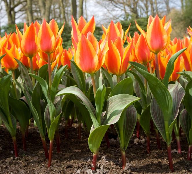 Tulipany Kaufmanna